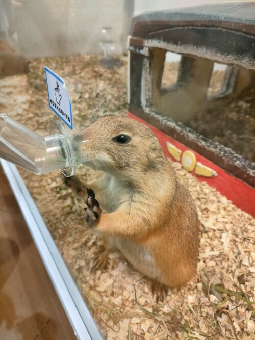 水を飲む小動物