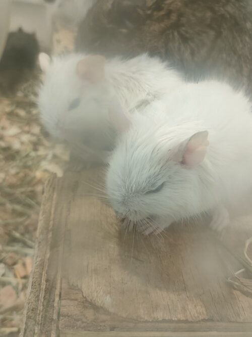 アニタッチのねずみたち