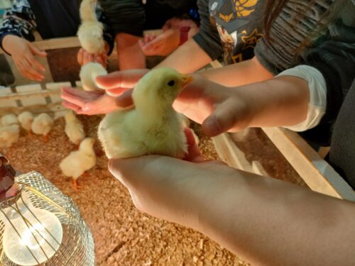 アニタッチで手に乗るひよこ