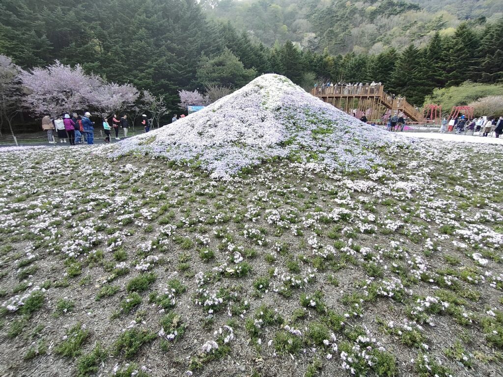 富士山を模した芝桜