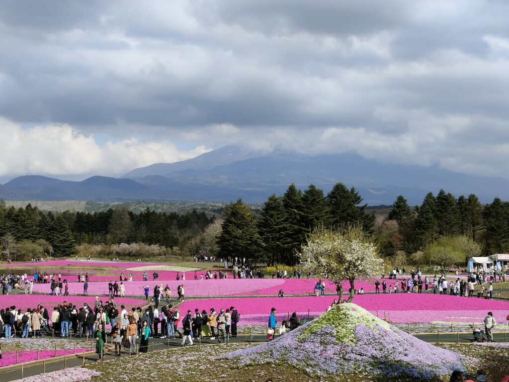 雲がかかった富士山をバックにした芝桜