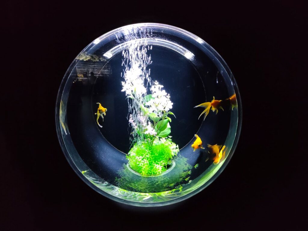 丸水槽内に鮮やかな緑色の水草と３匹の金魚