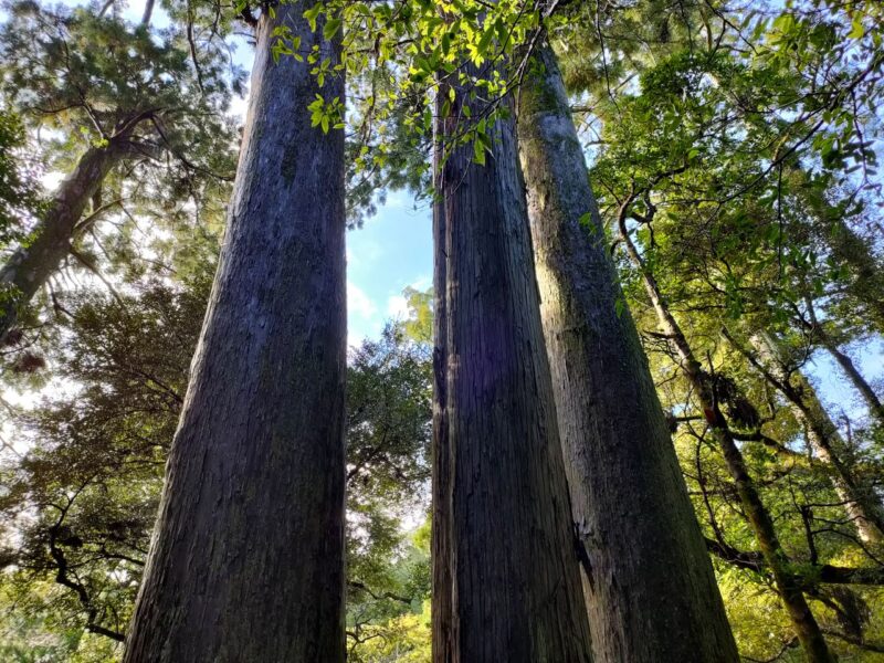 まっすぐ空に伸びる三本杉