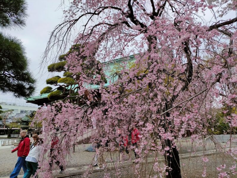 護国寺の桜