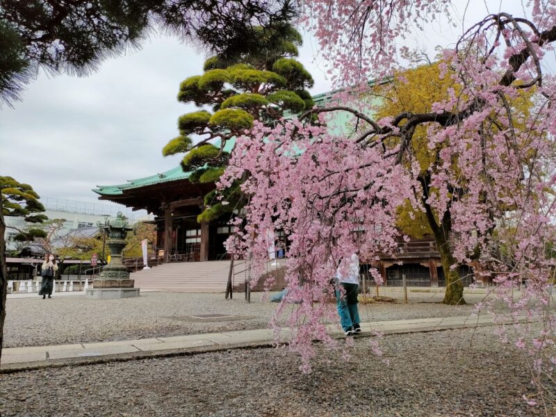 桜の奥に佇む観音堂