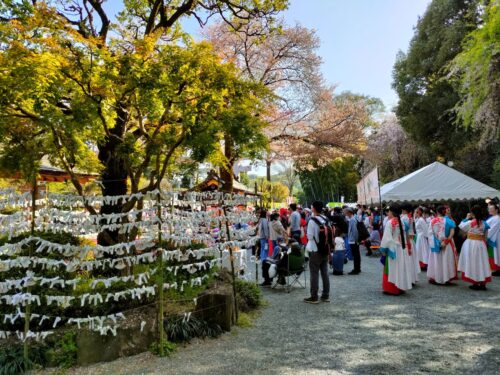 桜祭りよさこい踊りの踊りて達