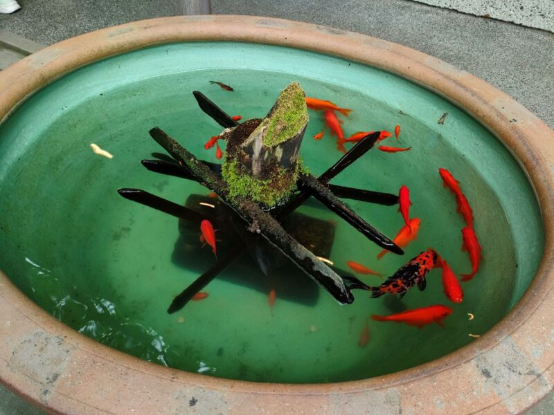 竹の庭入口横の金魚鉢