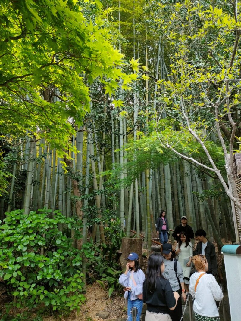 竹の散策路