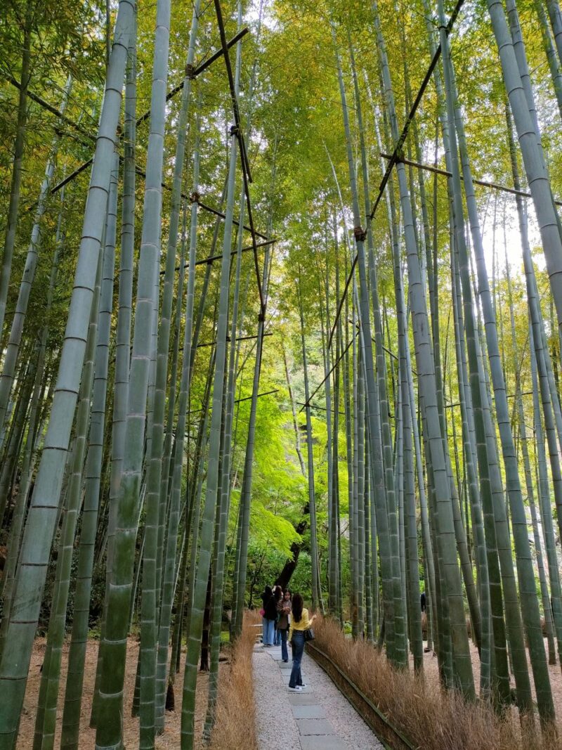 空高く伸びる護国寺の竹林