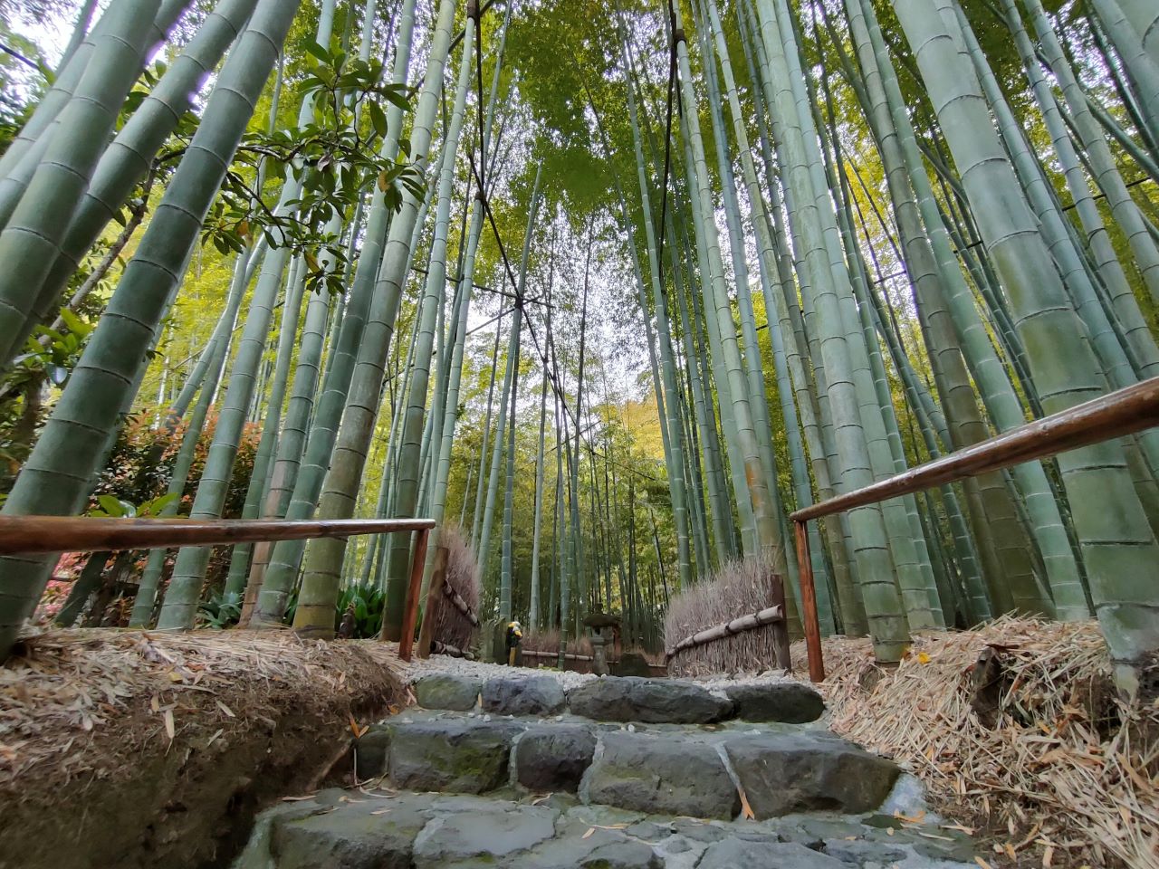 そびえたつ報国寺の竹林