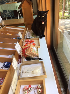 弥生神社社務所と猫
