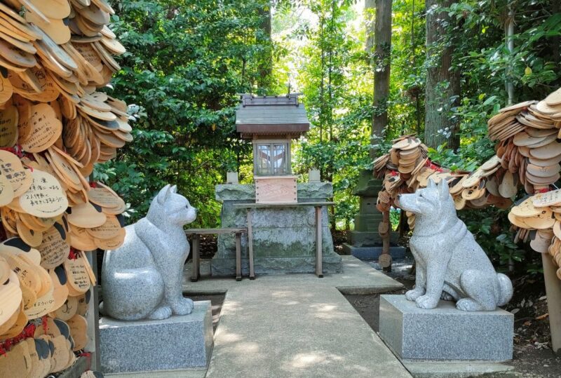 座間神社の伊奴寝子（いぬねこ）社にいる狛犬は犬と猫