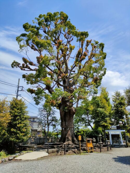 白蛇の棲む御神木全景