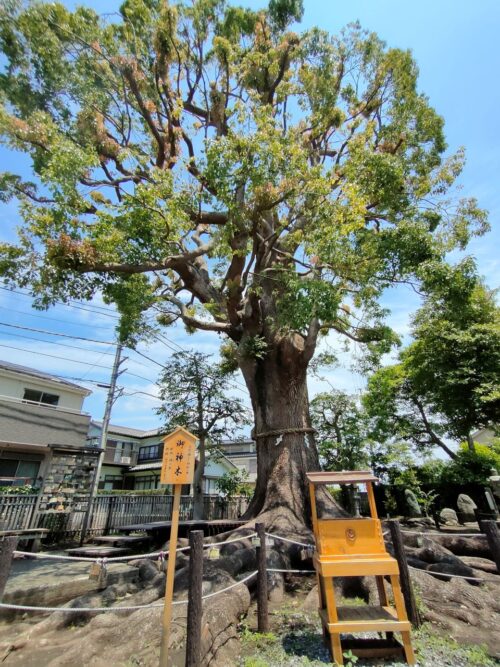 どっしりと鎮座する御神木