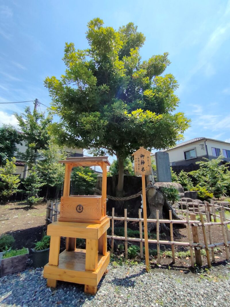 日々神社再生の木