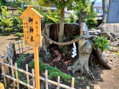 日々神社再生の木