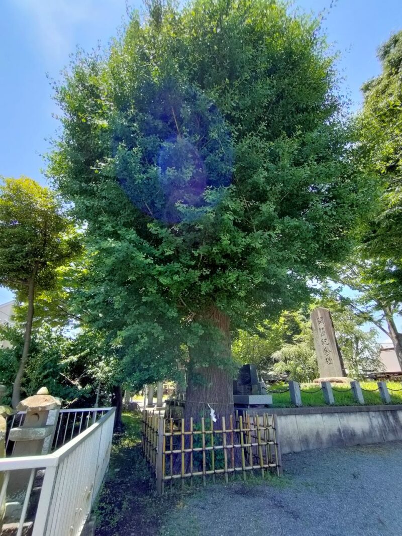 相模原氷川神社ご神木