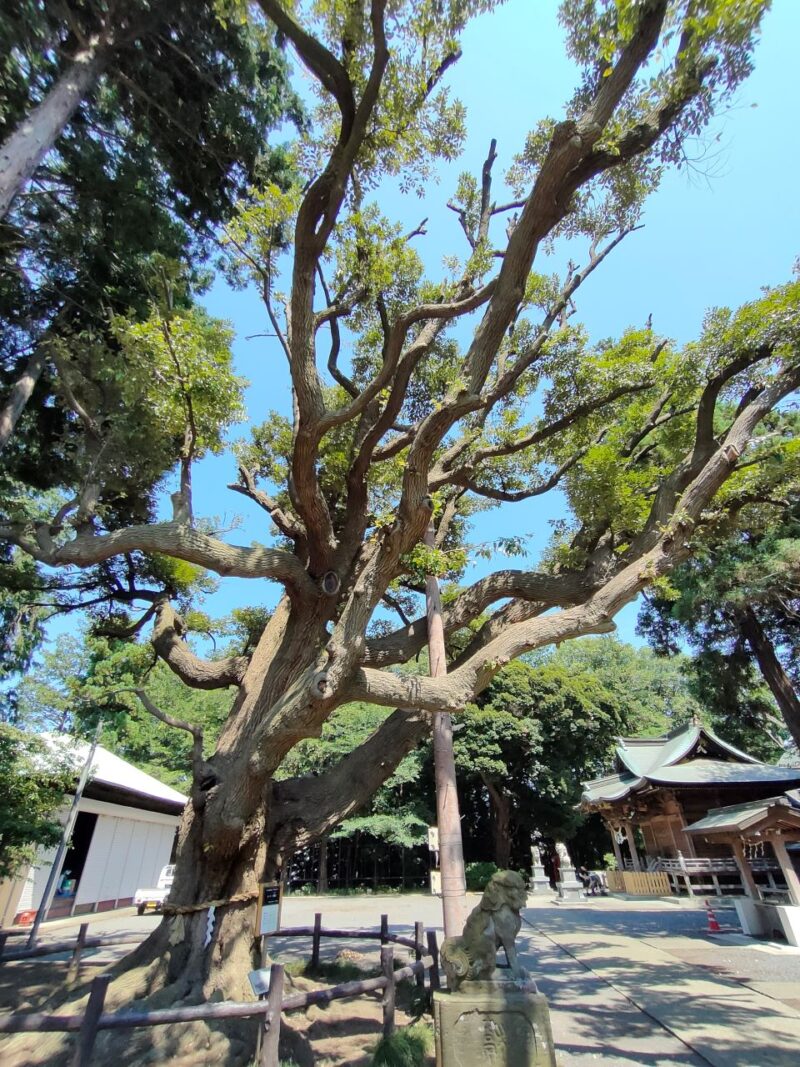 下鶴間諏訪神社の御神木