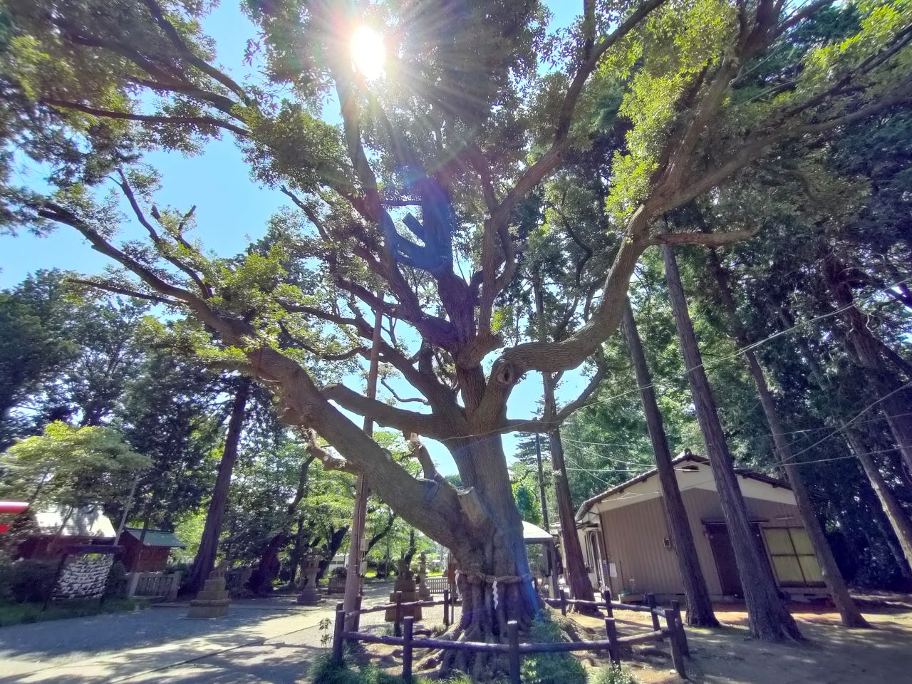 下鶴間諏訪神社の御神木